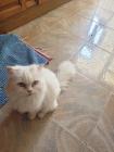 Gato persa branco... ANúNCIOS Bonsanuncios.pt